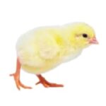Agritech Broiler