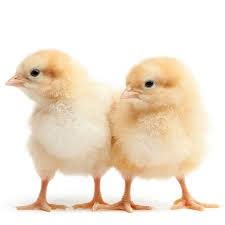 Agritech Pullet Agritech Pullet