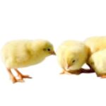 CHI Day Old Broiler Chicks